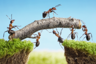 LaborNegotiations_stock-photo-17163359-team-of-ants-constructing-bridge